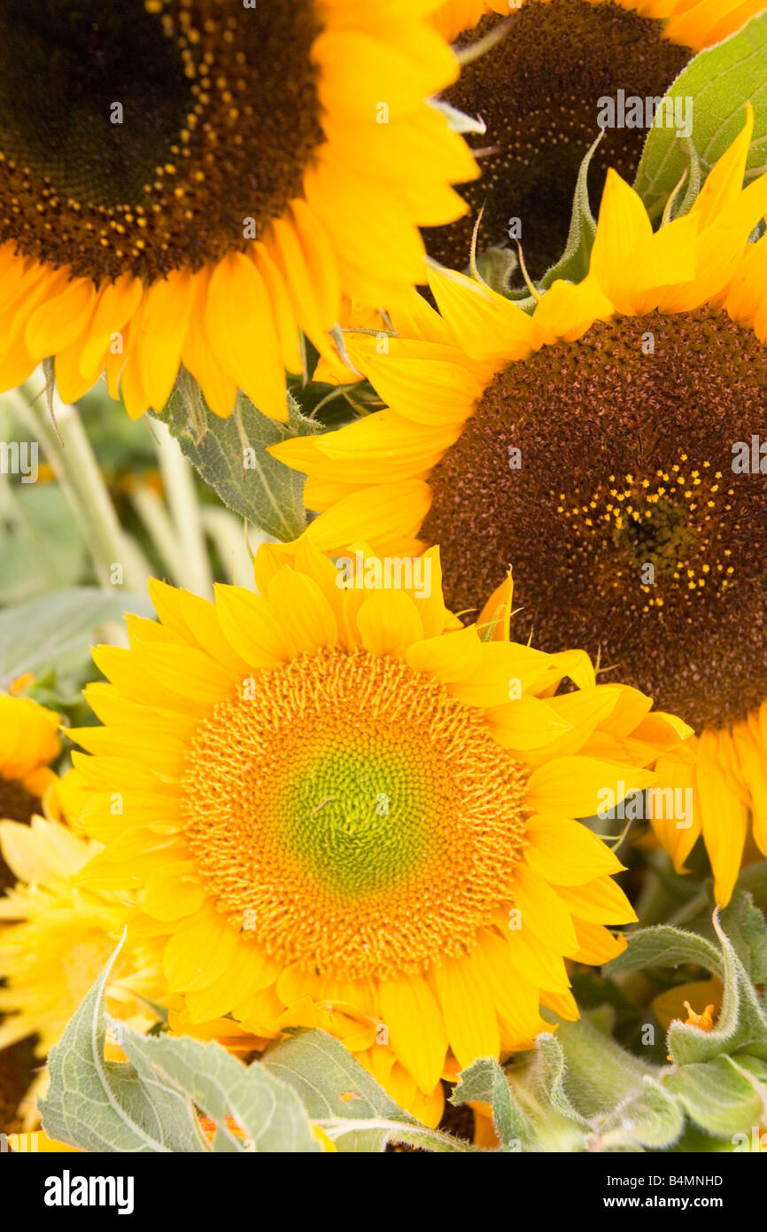 A group of Sunflowers Stock Photo Alamy