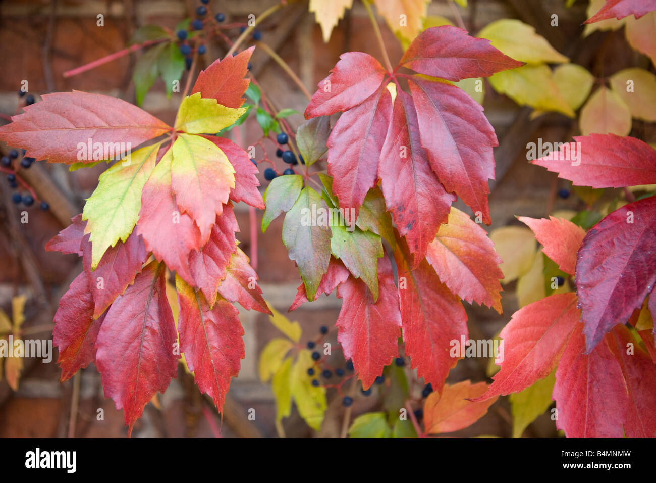 wine leafs in fall colors Stock Photo