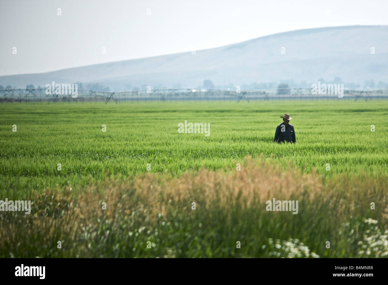 A farmer walks across his field in Idaho Stock Photo - Alamy