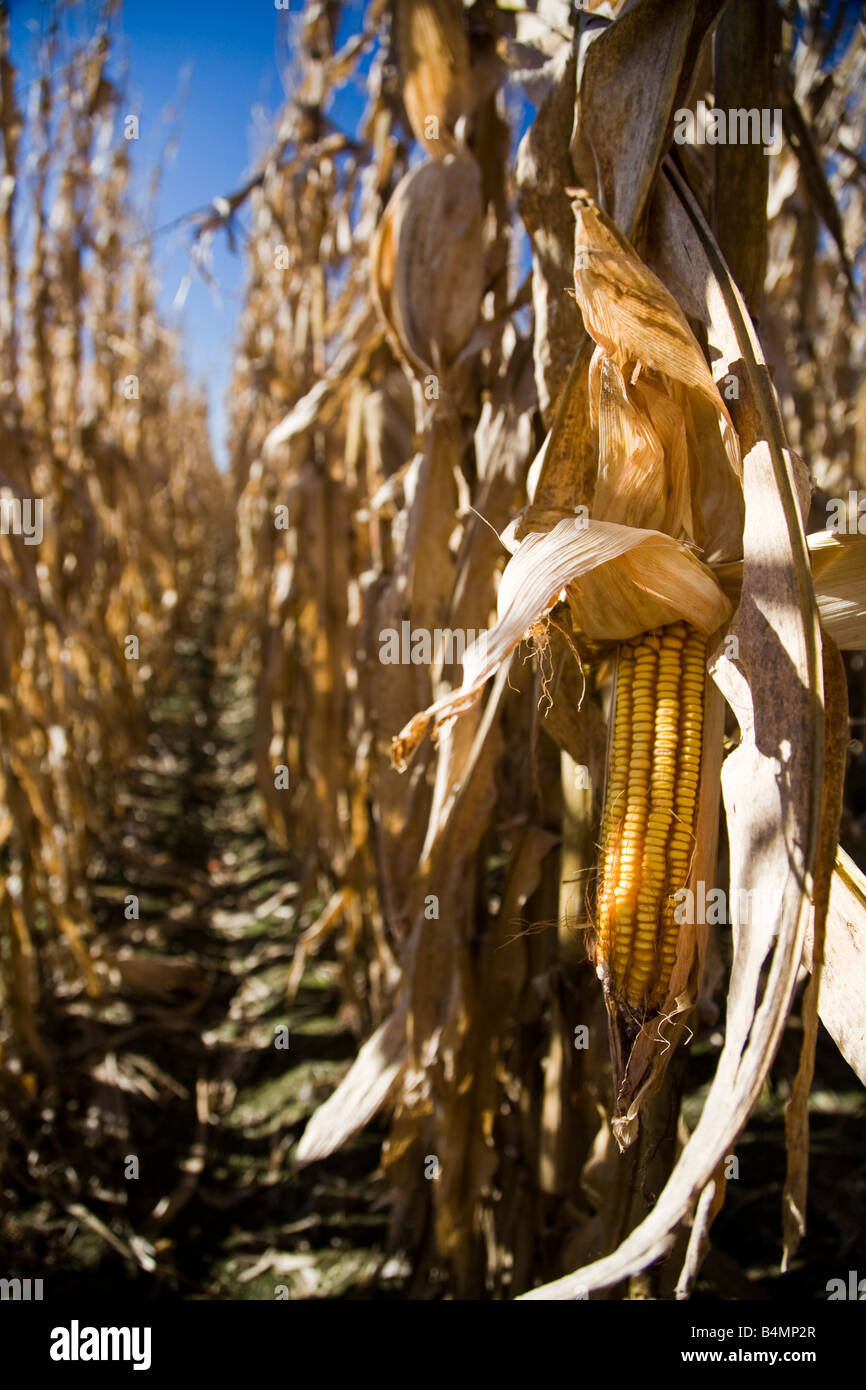 Row of corn ready to be harvested in Arkansas. Stock Photo