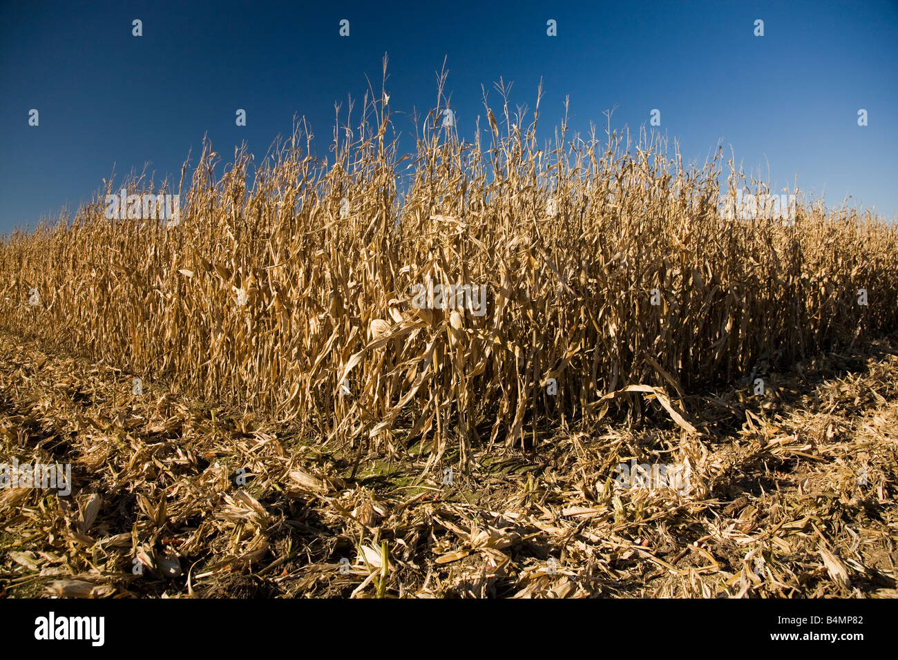 Corn ready to be harvested in a field in Arkansas. Stock Photo