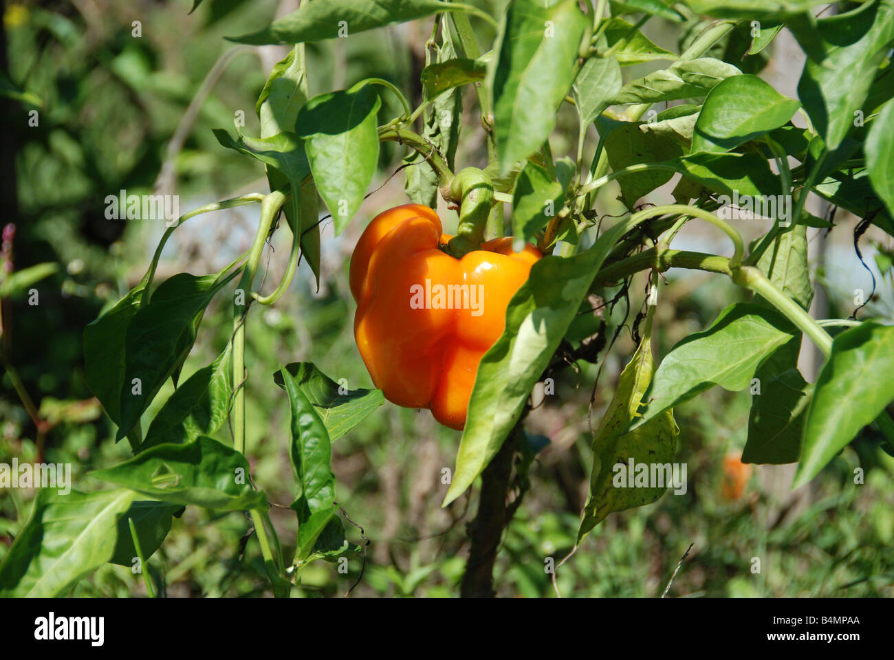 pepper growing on vine Stock Photo Alamy