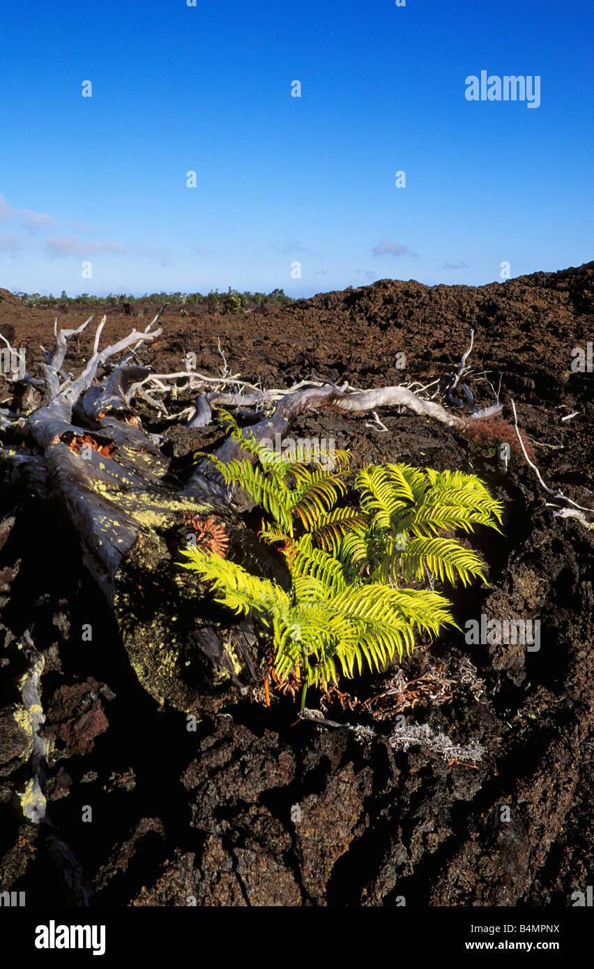 Fern emerging from a'a lava flow Hawaii Volcanoes National Park Hawaii Stock Photo