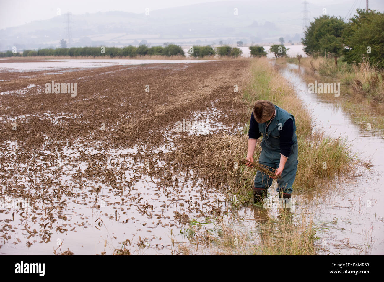 Farmer inspecting damage in flooded wheat field Wooler Northumberland Stock Photo