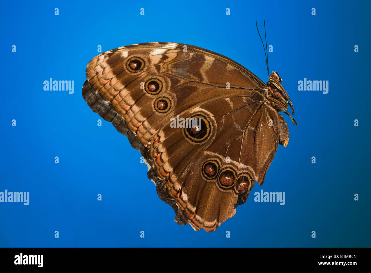 Nanotechnology research into the structure of the surface of a Morpho butterfly wing scales Stock Photo