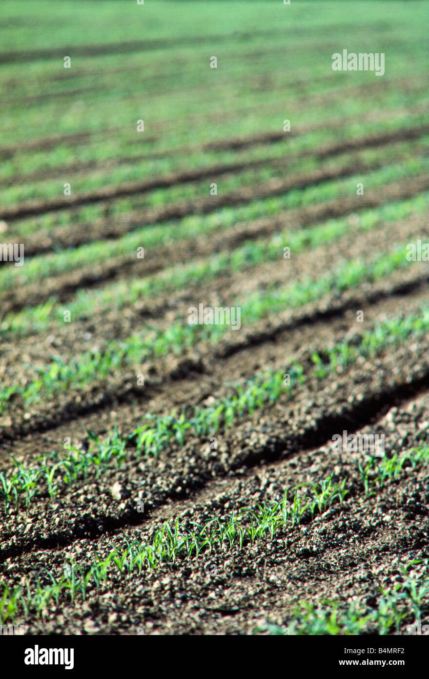 Crops in field, Florida Stock Photo Alamy