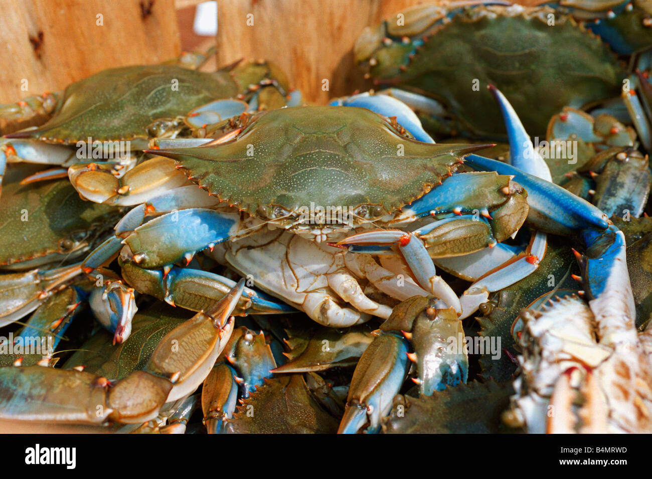 Chesapeake Bay delicacy: steamed blue crabs