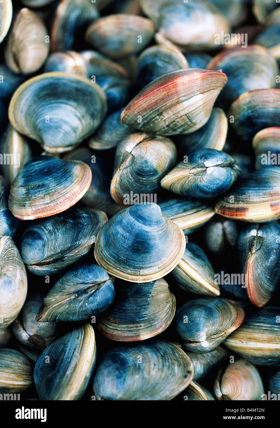 Farm raised clams hires stock photography and images Alamy