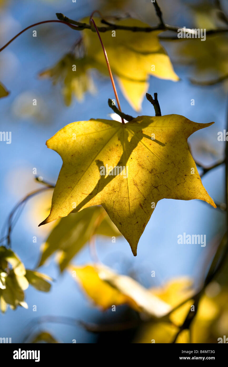 Gold yellow background hi-res stock photography and images - Alamy