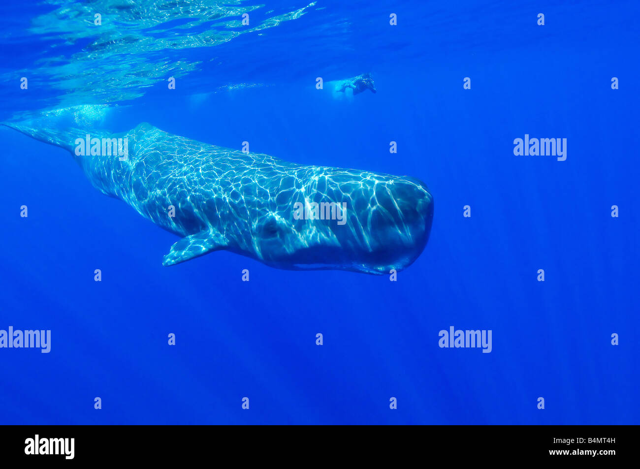 Physeter catodon, Physeter macrocephalus, sperm whale underwater with diver, Azores Stock Photo