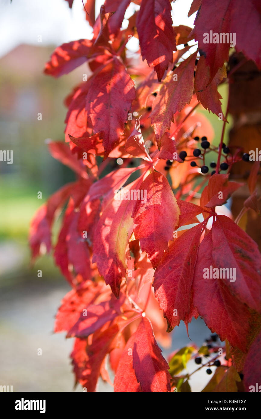 wine leafs in fall colors Stock Photo