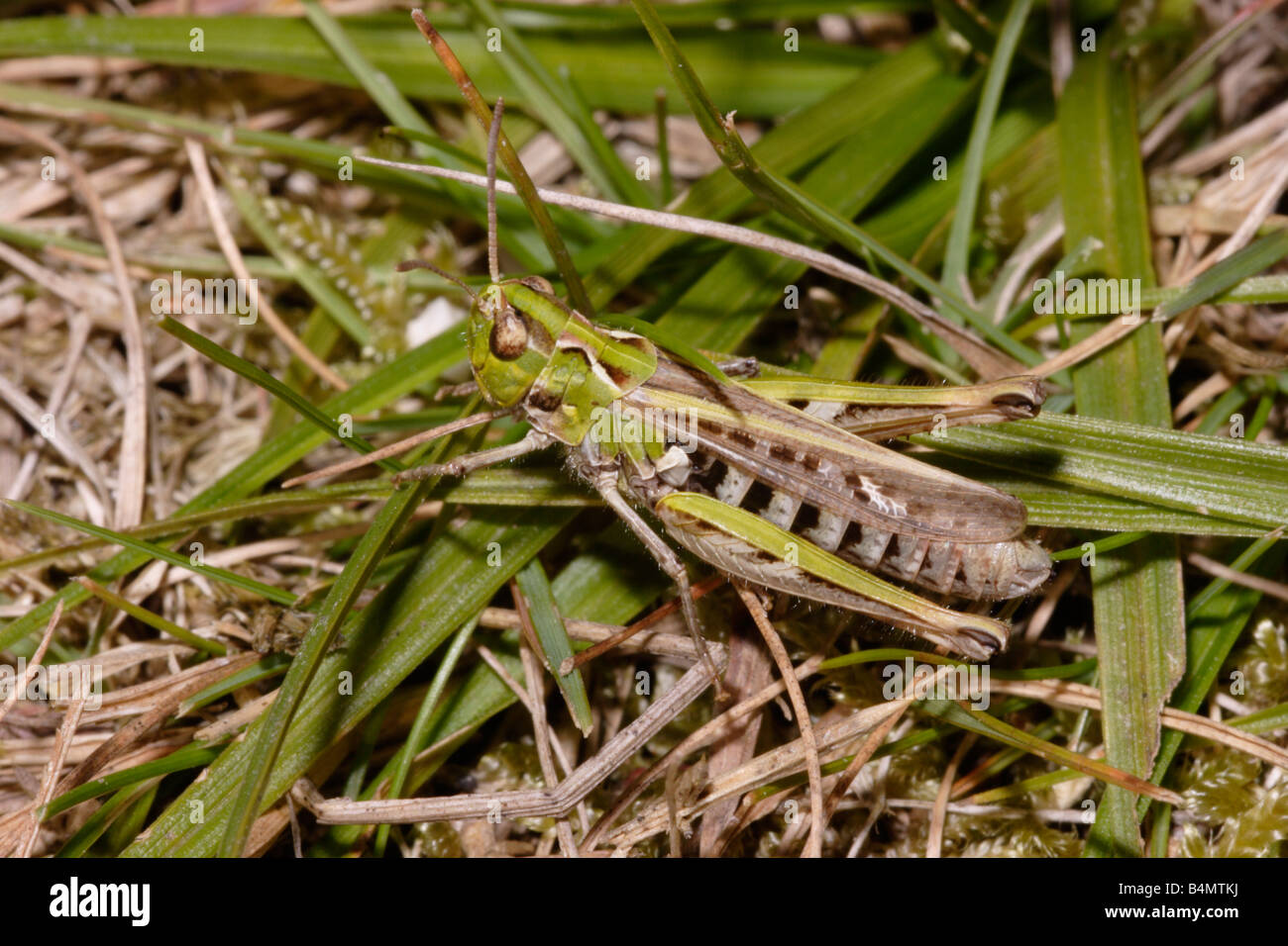 Mottled grasshopper Myrmeleotettix maculatus Acrididae UK Stock Photo