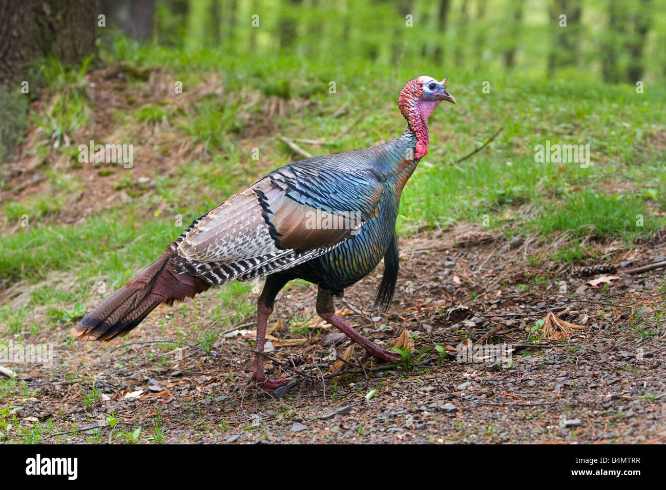 Odd birds hi-res stock photography and images - Alamy