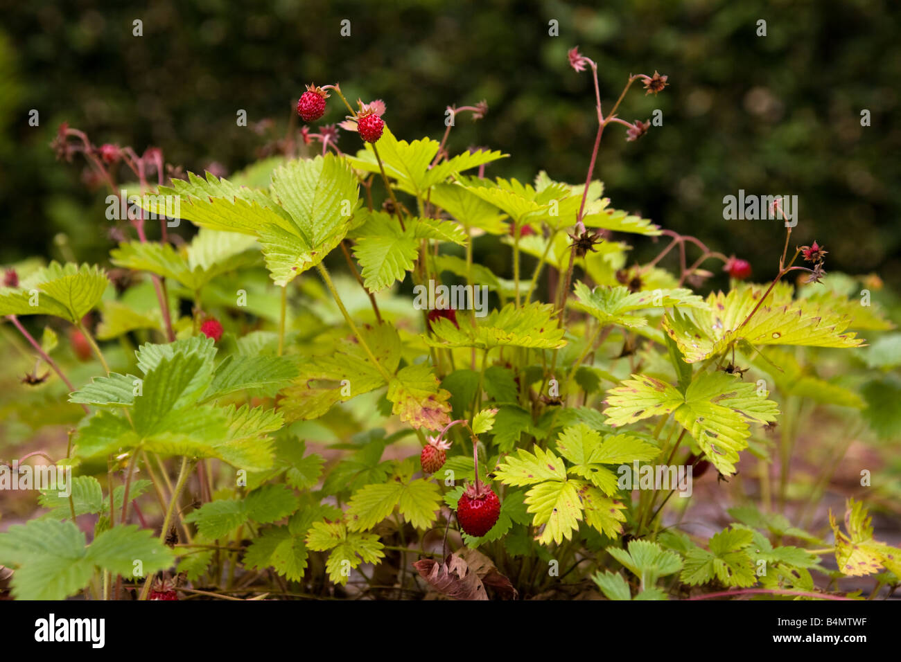 A wild strawberry plant with berries (Fragaria vesca L) amidst the bricks of an overgrown patio in the French countryside Stock Photo