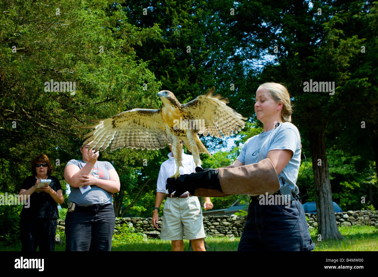 Environmentalists release a red Tailed hawk back into the wild after rehabilitating the injured bird Stock Photo
