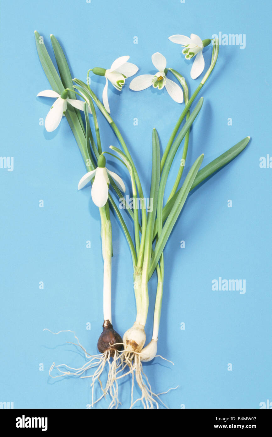 Common Snowdrop Galanthus Nivalis Flowering Plant With Bulbs And Stock Photo Alamy