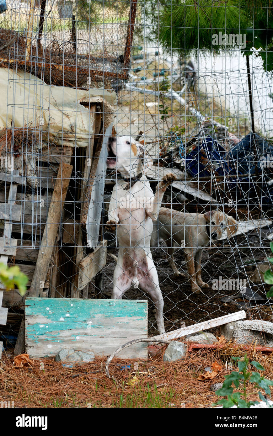 Dogs barking in a private stray dog shelter Stock Photo Alamy