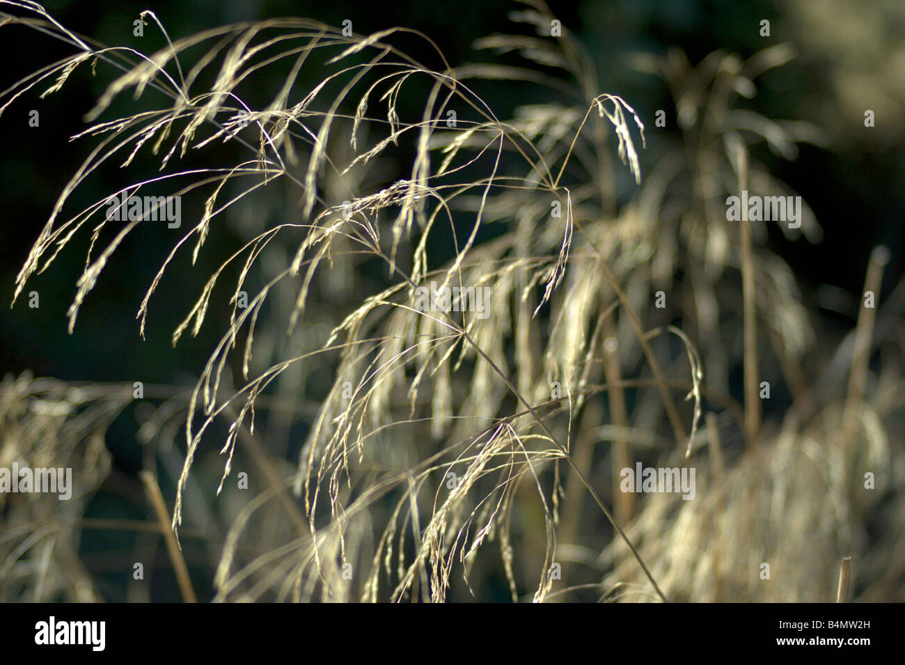 Grass spikes, Catalonia, Spain Stock Photo
