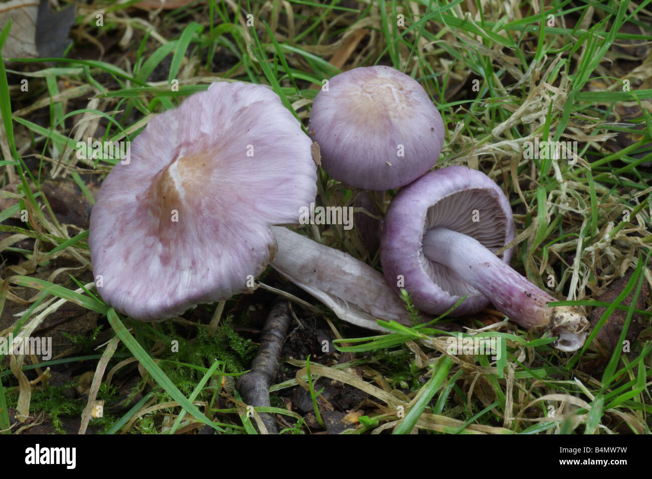Lilac Fibrecap - Inocybe geophylla var lilacina Stock Photo