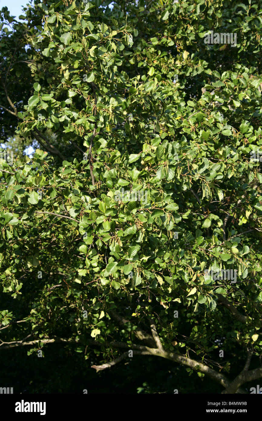 Black Alder, European Alder or Common Alder Tree, Alnus glutinosa, Betulaceae Stock Photo