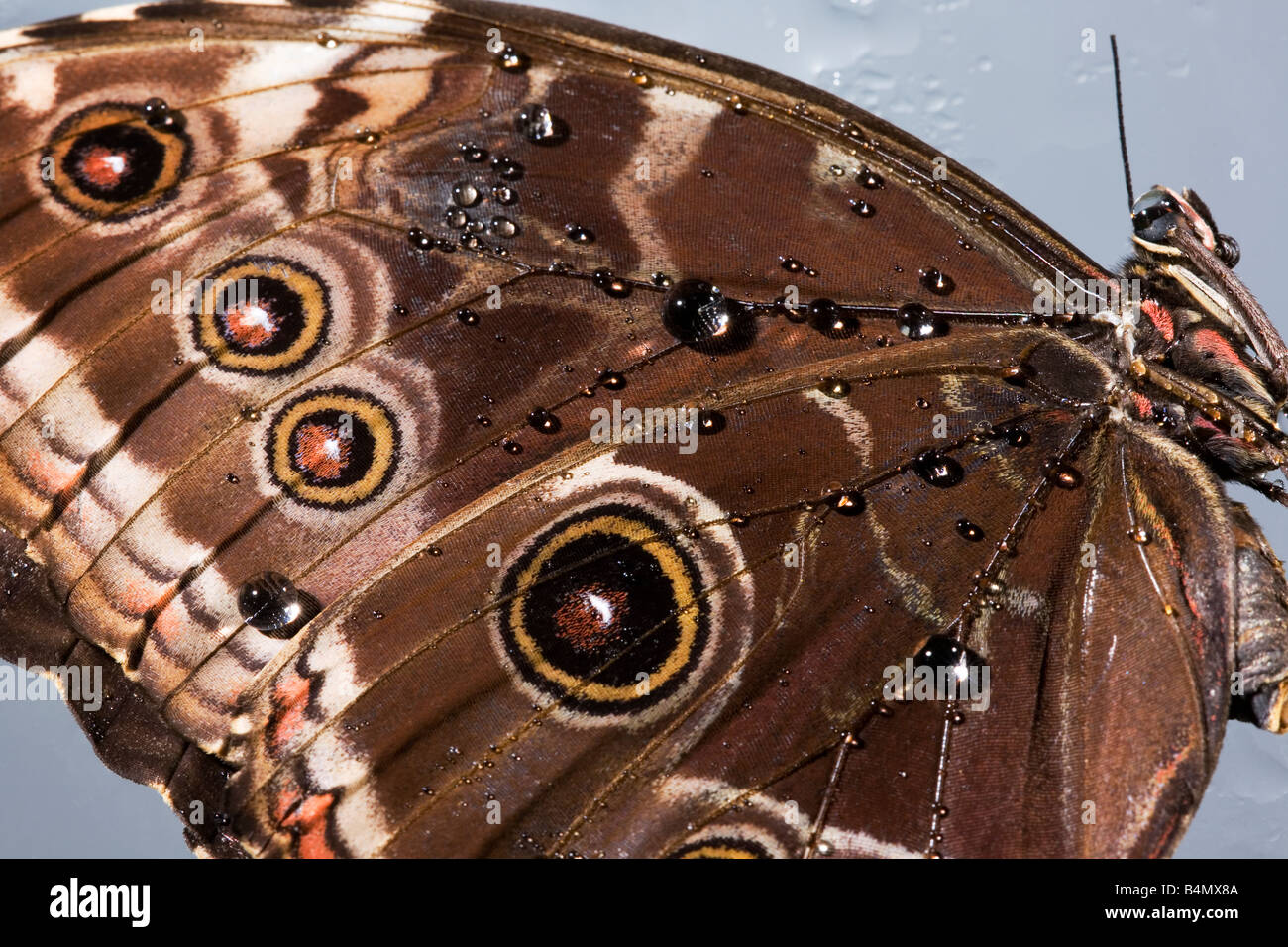 Nanotechnology research into super hydrophobic properties Morpho genus butterfly wings Stock Photo