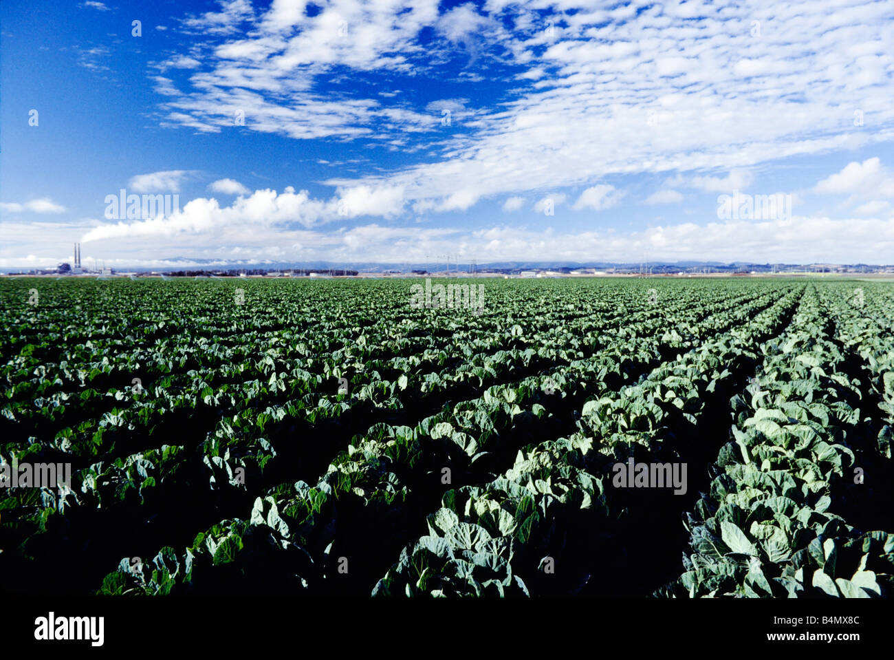 California's central agricultural valley, growing spinach crops Stock