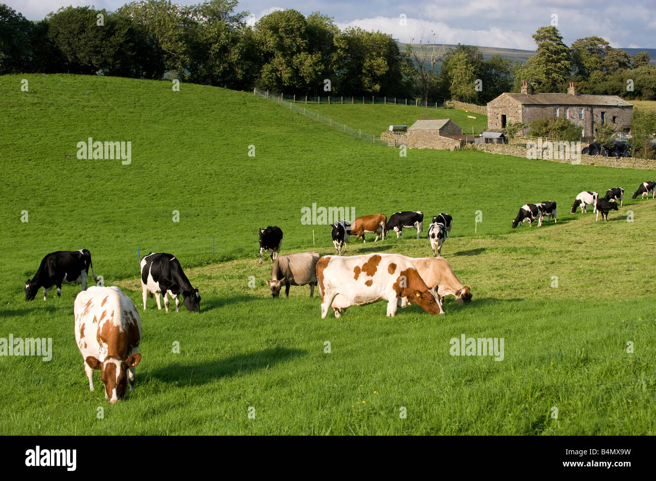 Dairy cattle grazing behind electric fence in a Dales meadow North ...