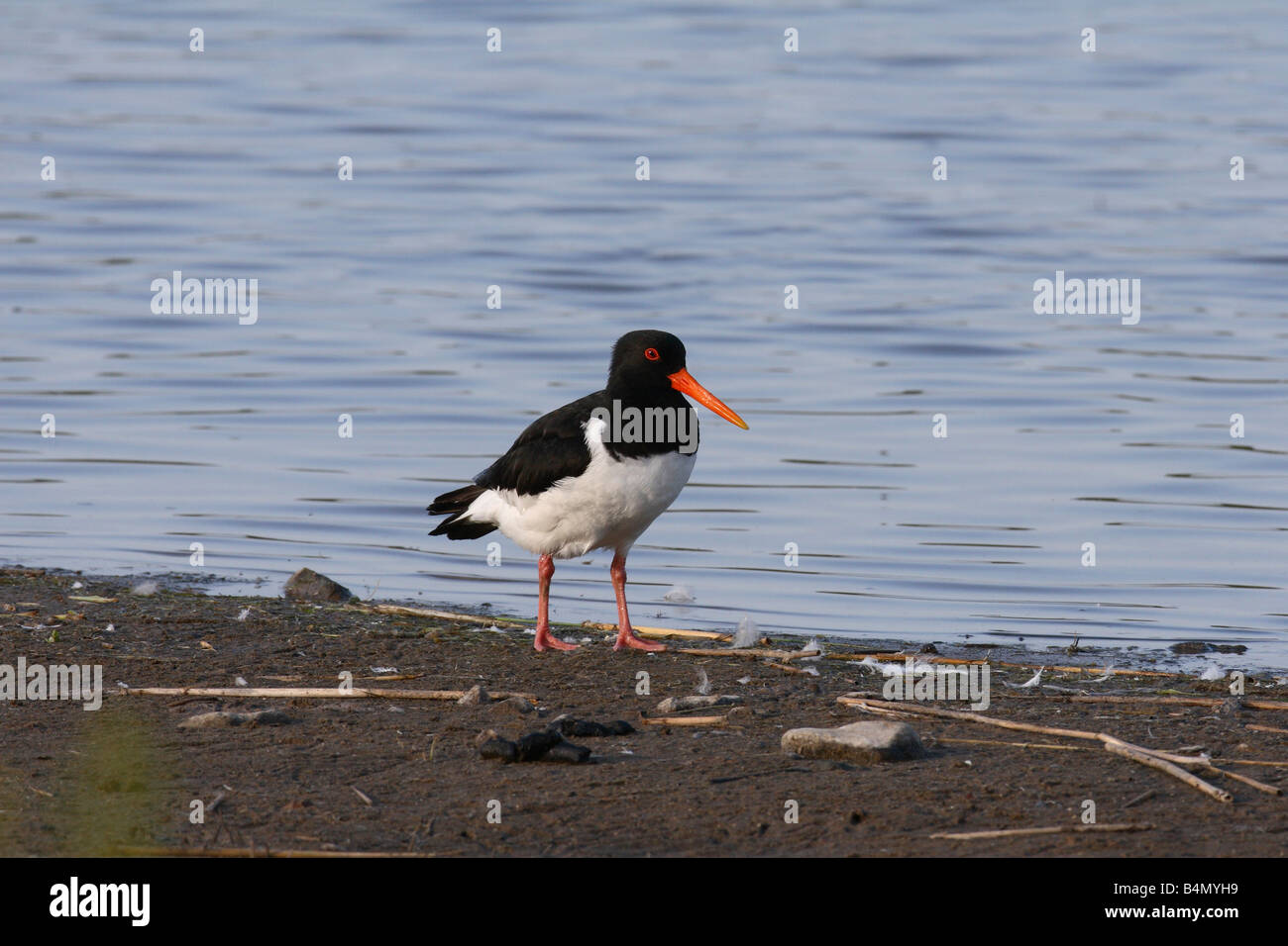 OYSTER CATCHER HAEMATOPUS OSTRALEGUS STANDING IN SHALLOW WATER Stock Photo
