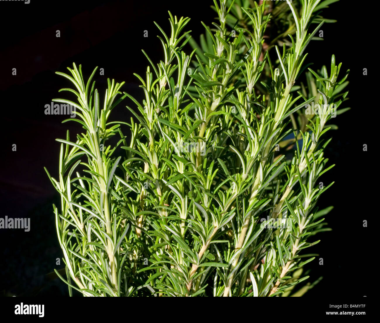 Rosemary plant hires stock photography and images Alamy