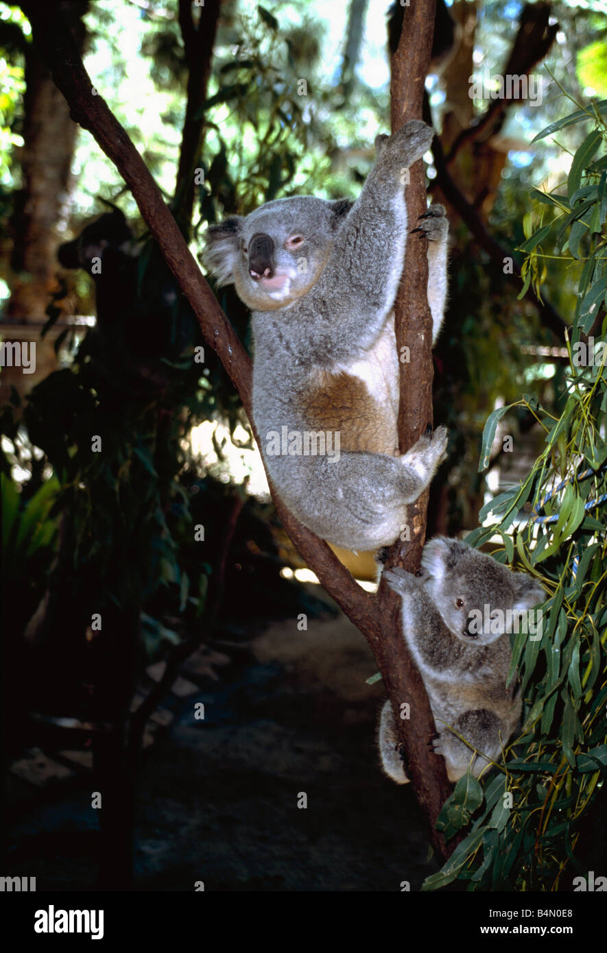 Koala park sanctuary sydney hi-res stock photography and images - Alamy