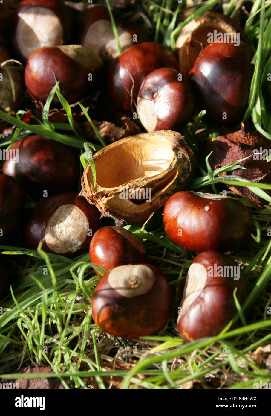 Conkers, the Fruit of the Horse Chestnut Tree, Aesculus hippocastanum Stock Photo