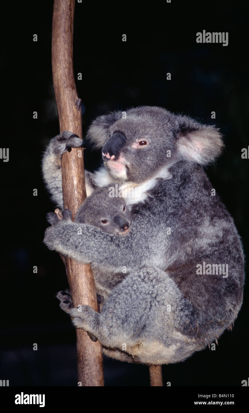 Koala park sanctuary sydney hi-res stock photography and images - Alamy