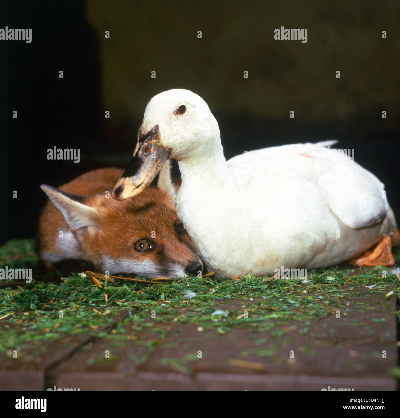 fox rubber duck