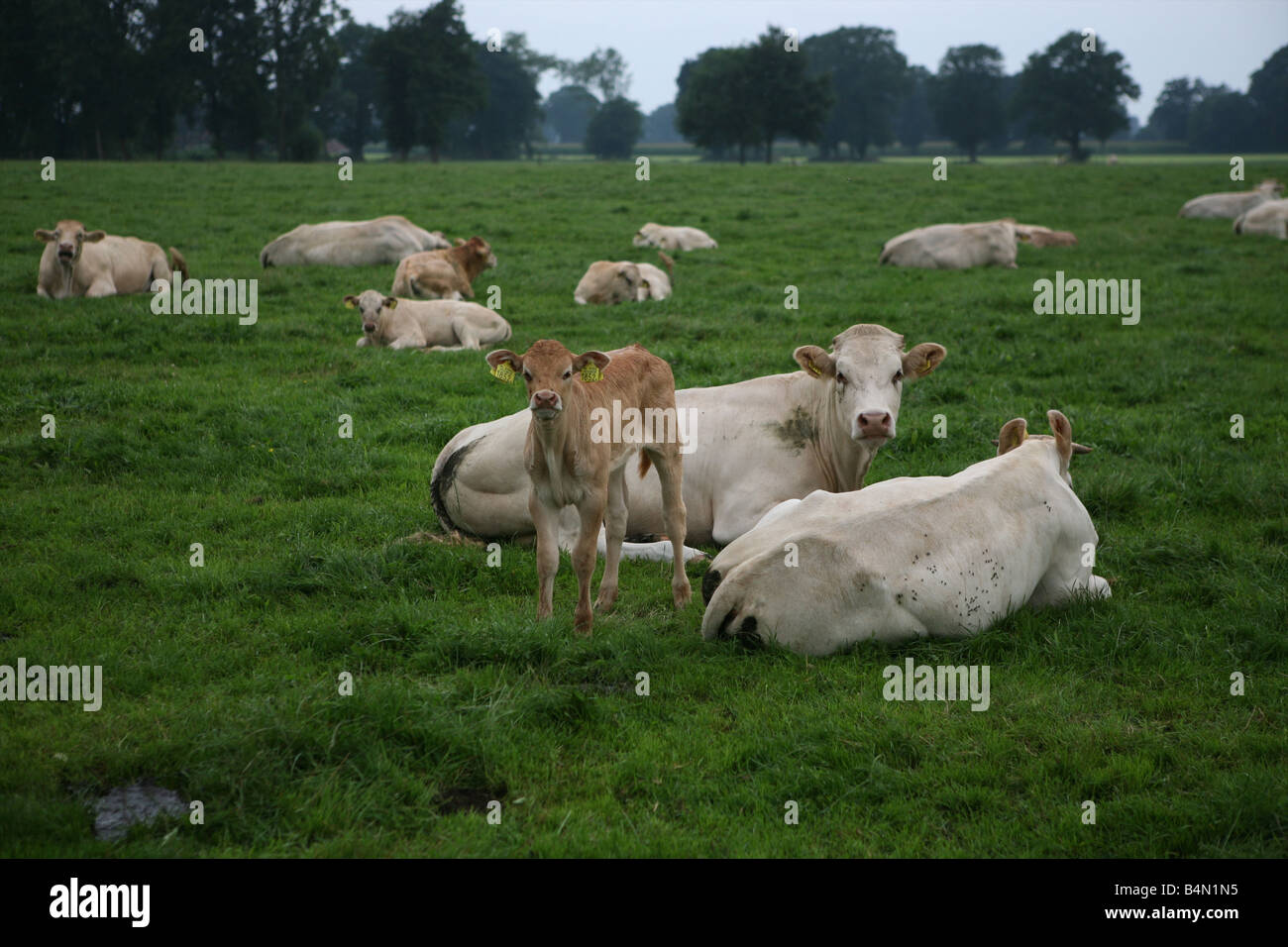 cattle being kept for meat production Stock Photo