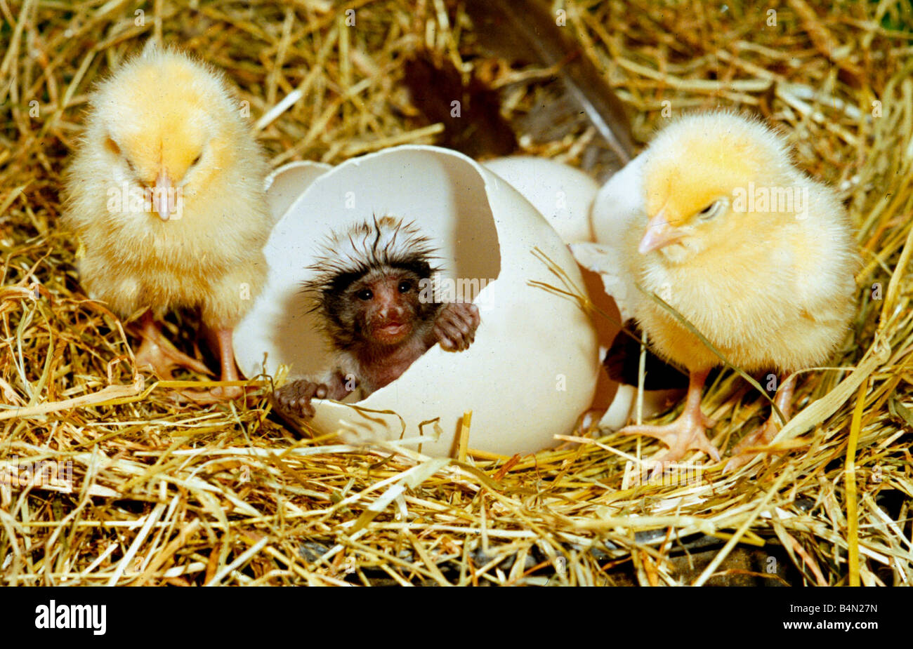 Hatching from the egg hires stock photography and images Alamy