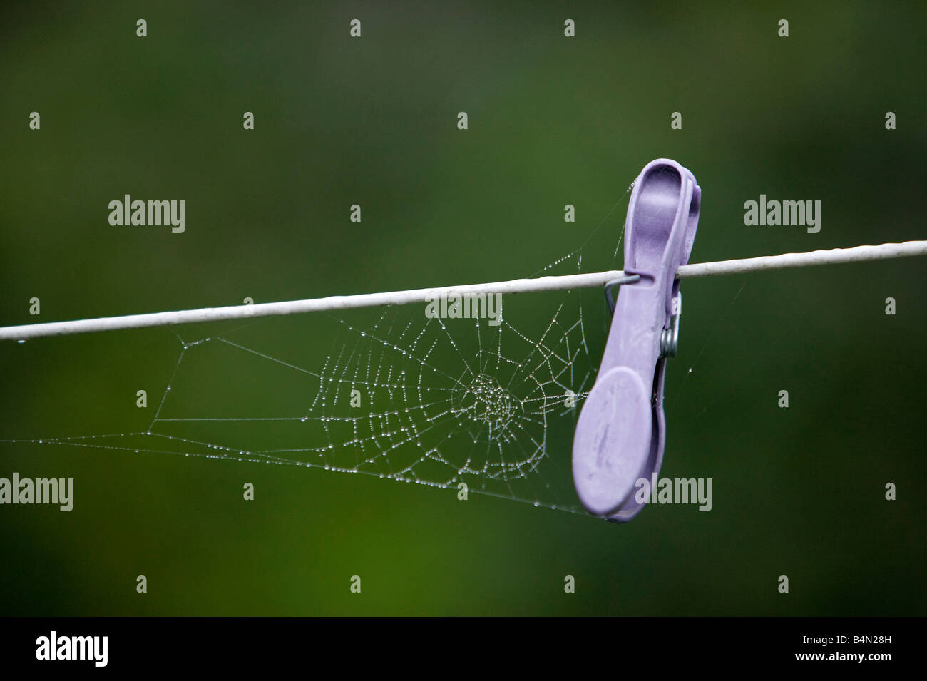 A cobweb forms between a peg and a washing line Stock Photo Alamy