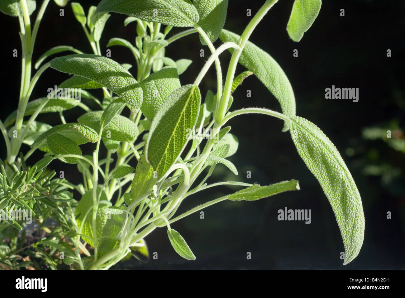 Sage Leaves In Hindi