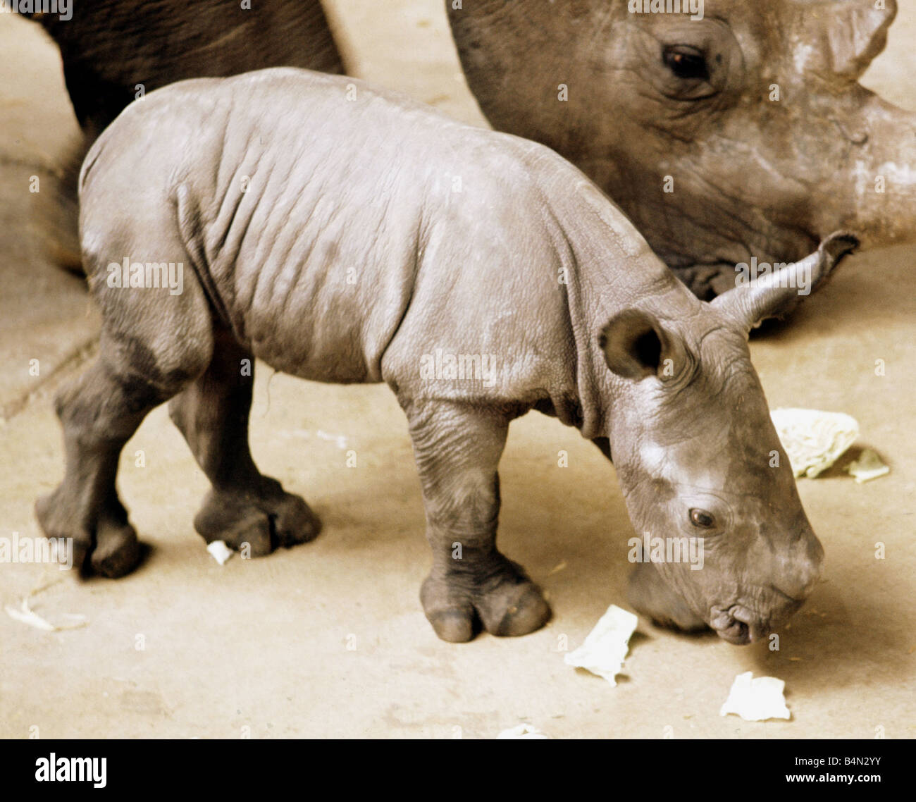 A newly born white rhino at Blackpool Zoo named Nykasi pictured with