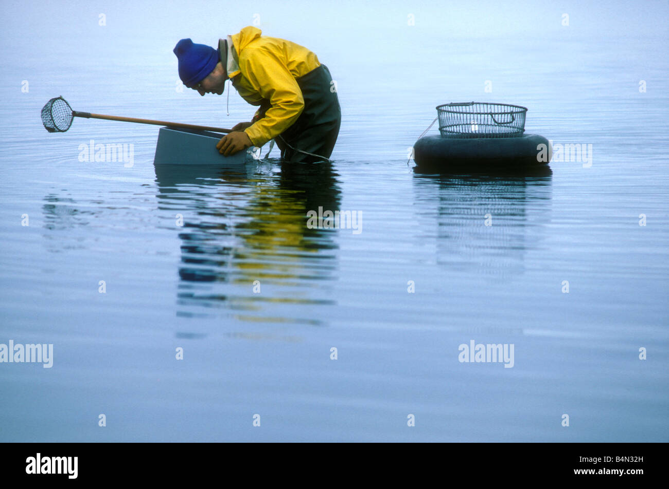 scallop fishing male Stock Photo Alamy