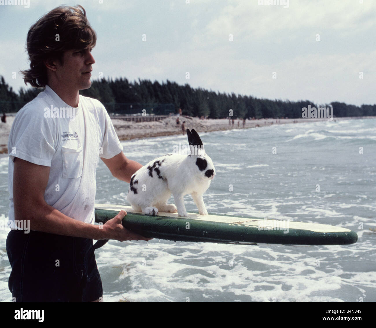 Surfing Rabit Hazel the surfing rabbit on a surfboard in the sea June 1981 Stock ...