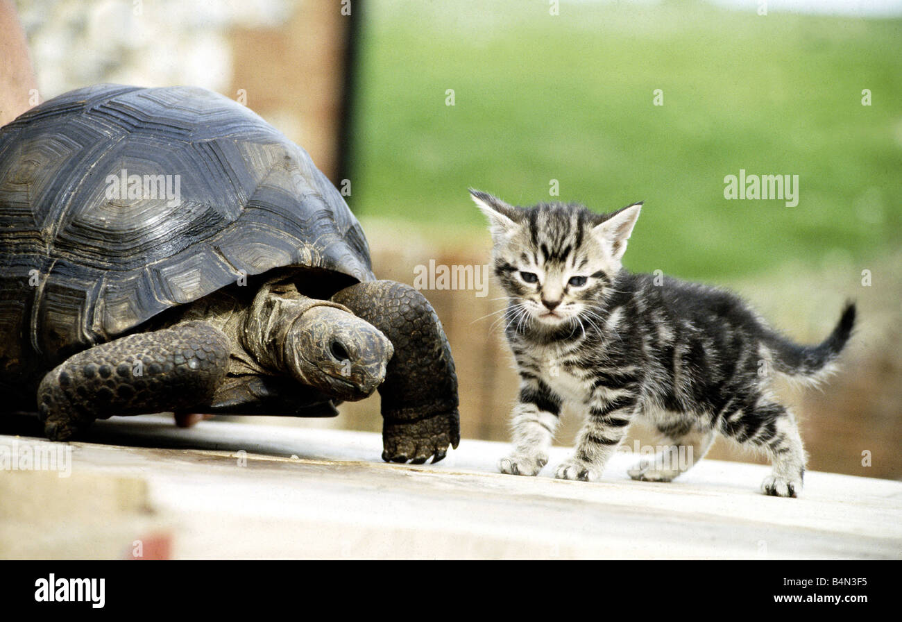 Four week old kitten with lightning the ten year old tortoise at their