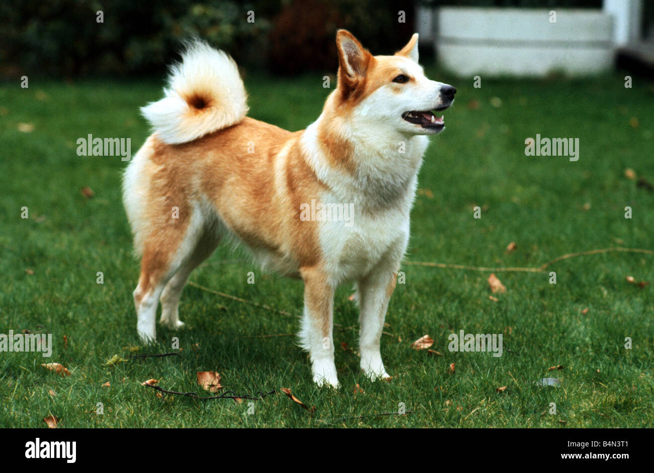 An Iceland dog June 1987 Stock Photo Alamy