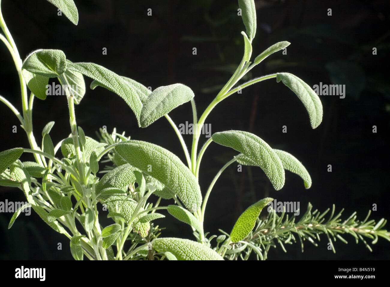 Sage and rosemary Stock Photo Alamy