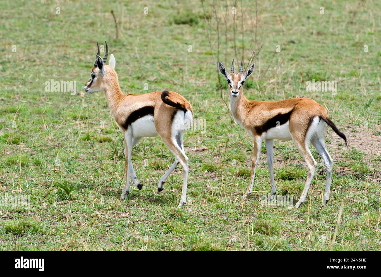 Gazelles serengeti hi-res stock photography and images - Alamy