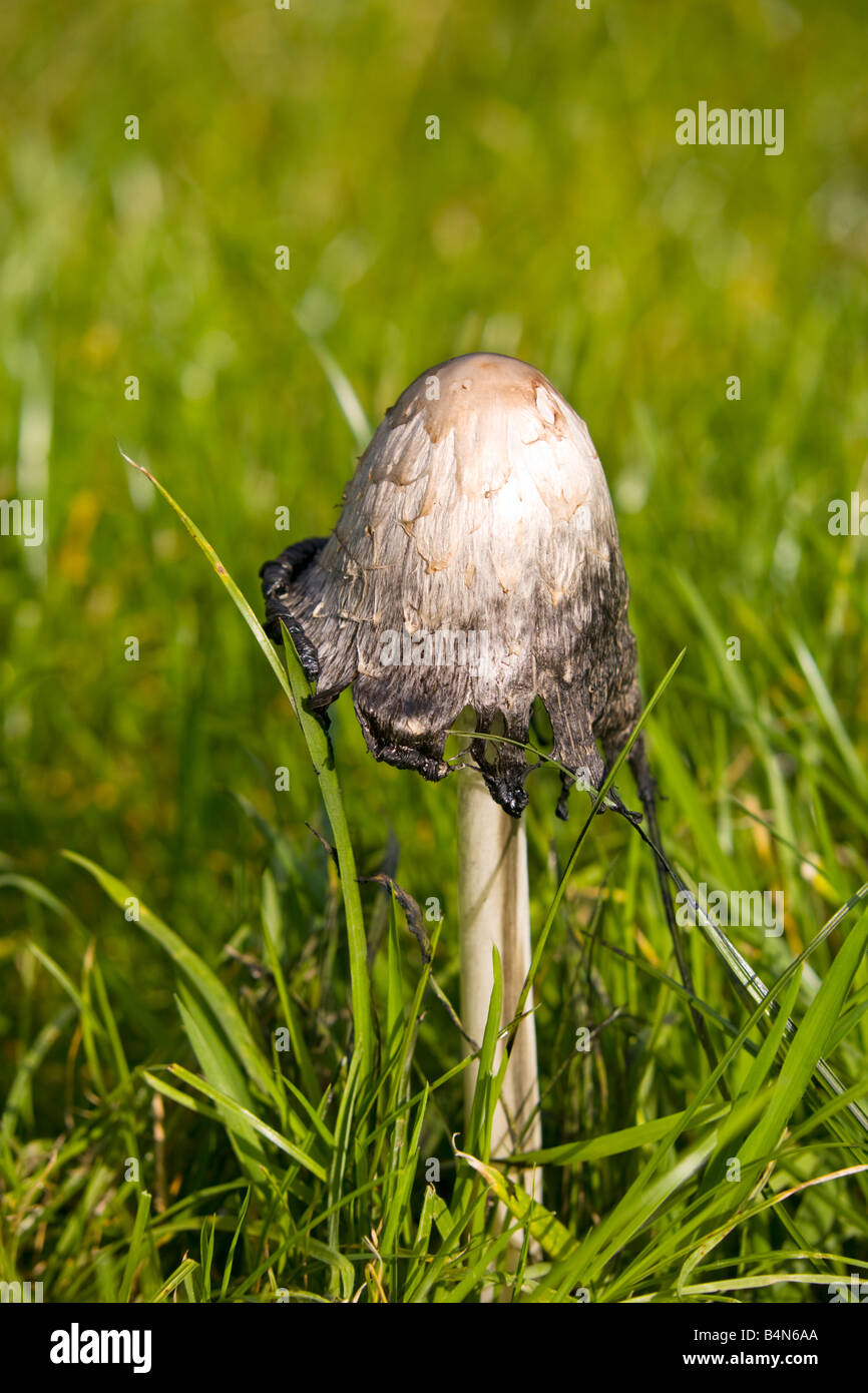 Ink Cap mushroom, Coprinus Atramentarius Stock Photo