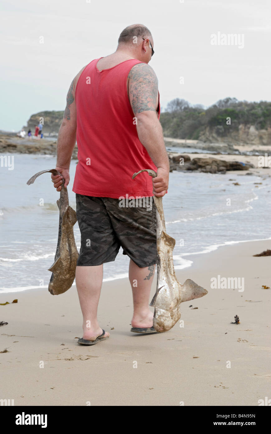 A man carrying two leopard sharks Stock Photo
