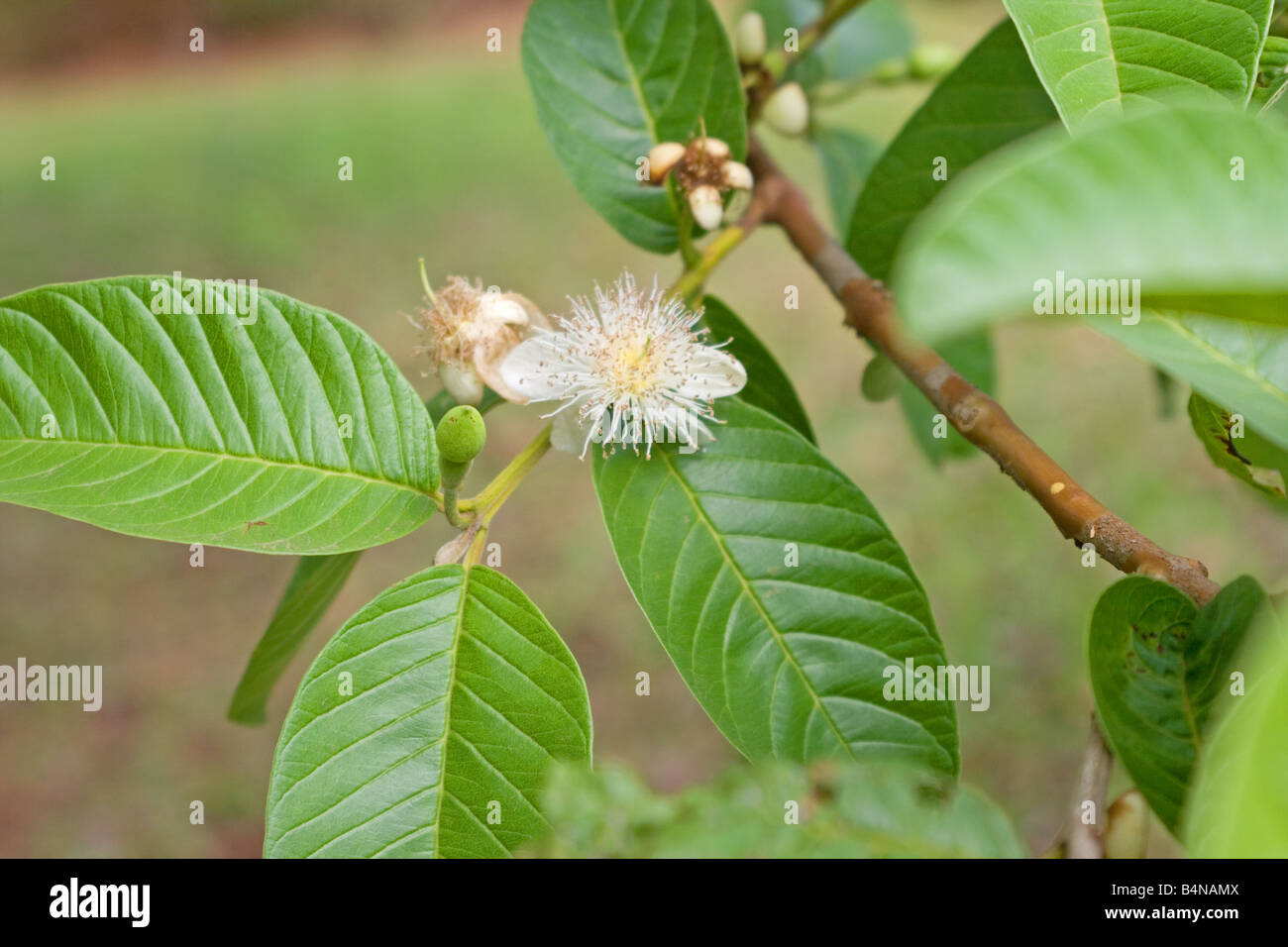 Guava tree leaves and blossom Stock Photo