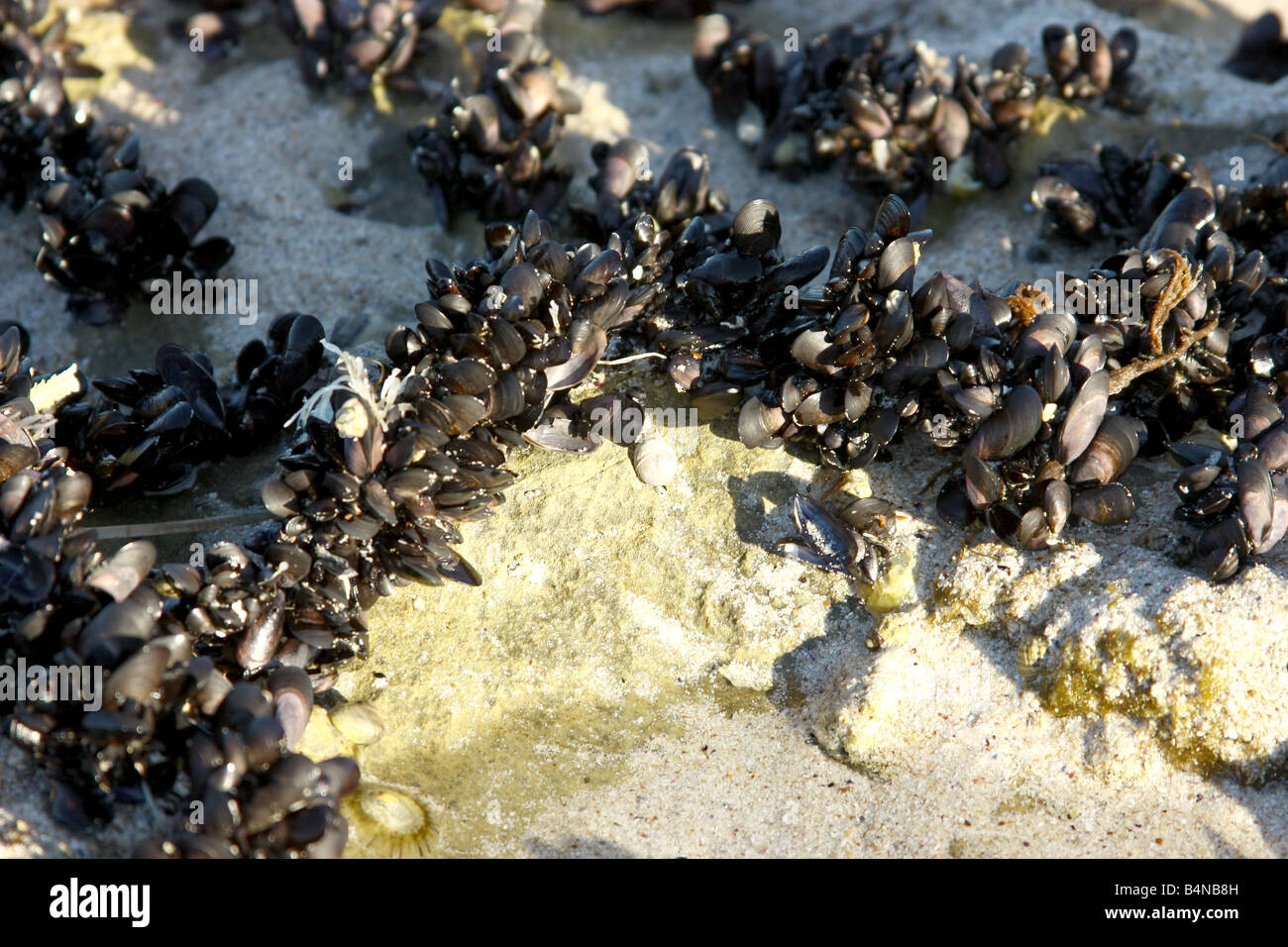 a cluster of shells on an exposed reef on the eyre peninsula Stock Photo