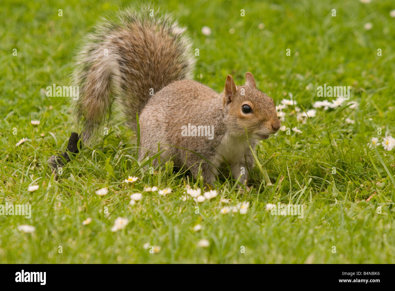 Grey Squirrel on lawn. Stock Photo