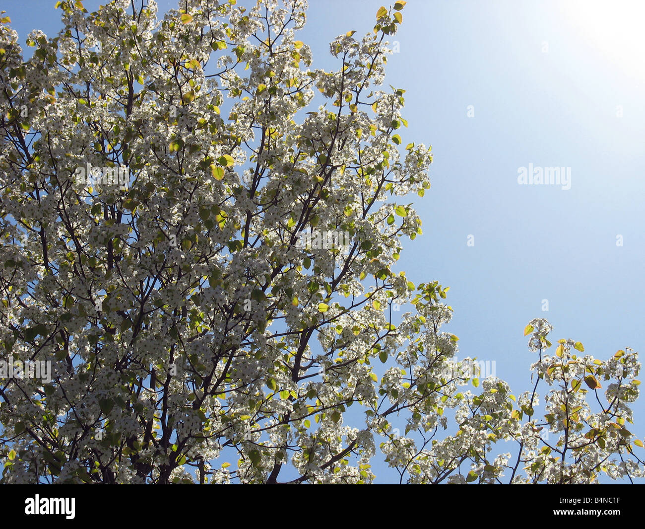a springtime scene with a nice blossoming tree and sun shining Stock Photo